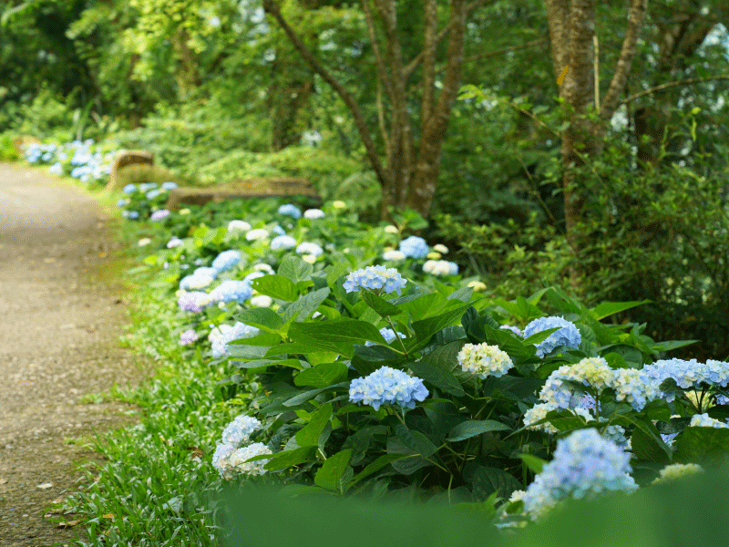 【夏季繡球花登場】
