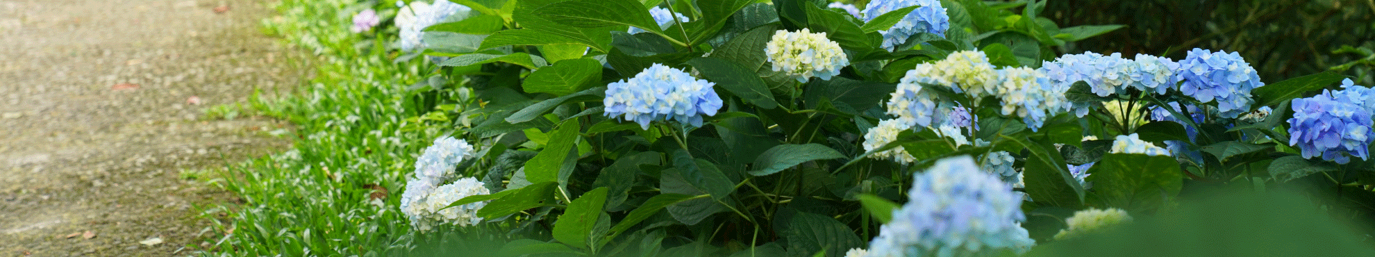 【𝟐𝟎𝟐𝟓.𝟏𝟏】營業公告 【𝟐𝟎𝟐𝟓.𝟏𝟏】營業公告