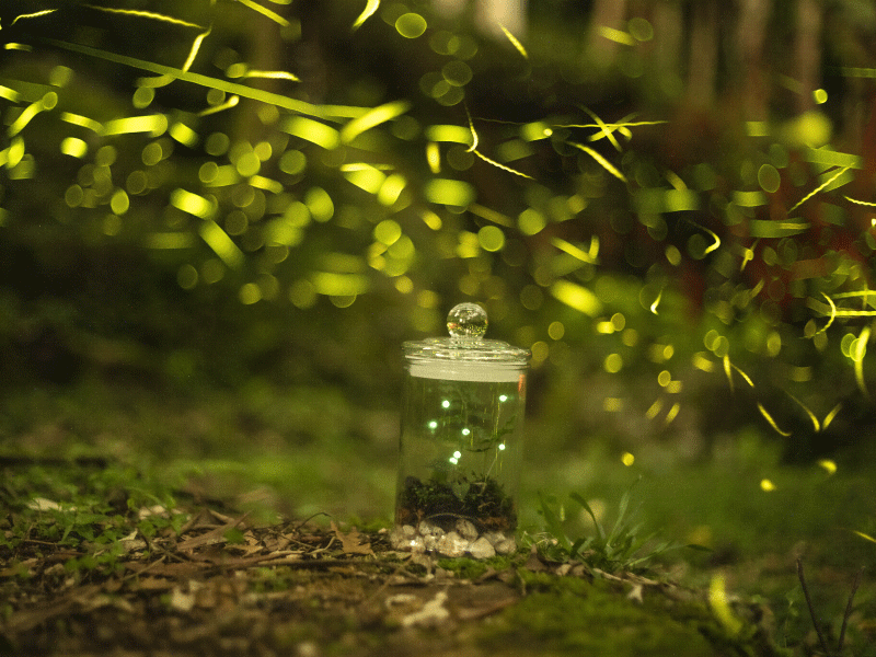 【螢火蟲季照片回顧】