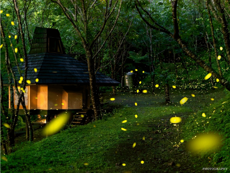 【螢火蟲季照片回顧】