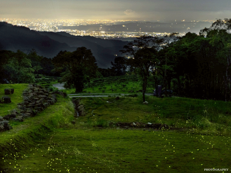 【螢火蟲季照片回顧】