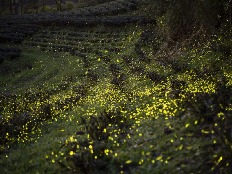 【螢火蟲季照片回顧】