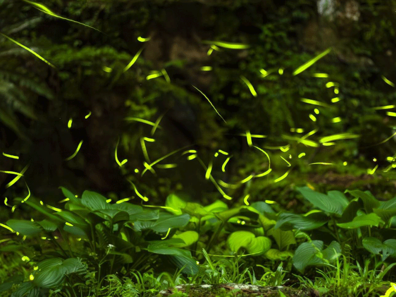 【螢火蟲季照片回顧】