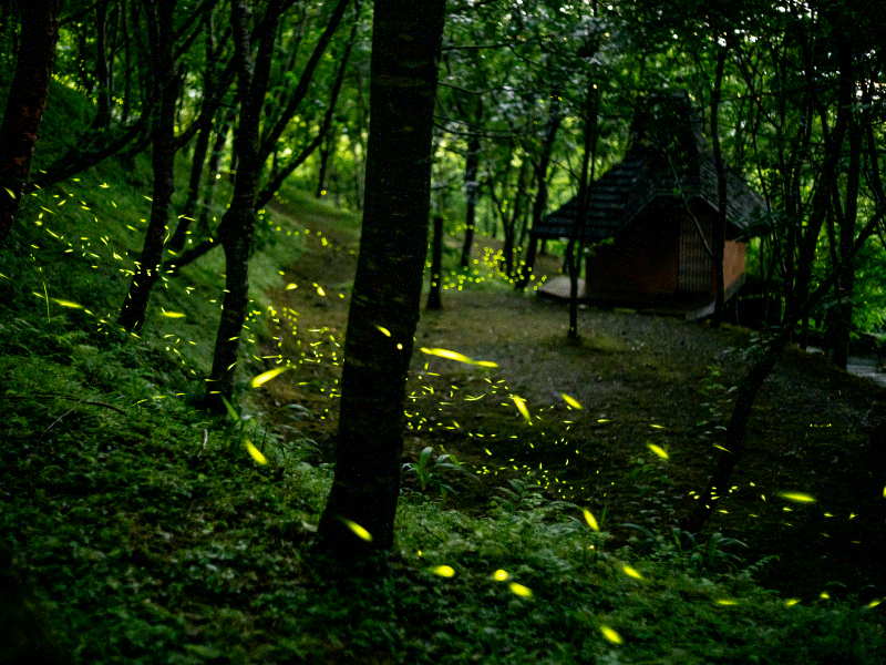 【螢火蟲季照片回顧】