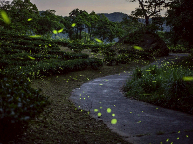 【螢火蟲季照片回顧】