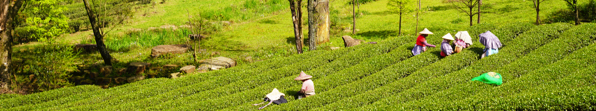 【品嚐來自友善土地的好茶】 【品嚐來自友善土地的好茶】