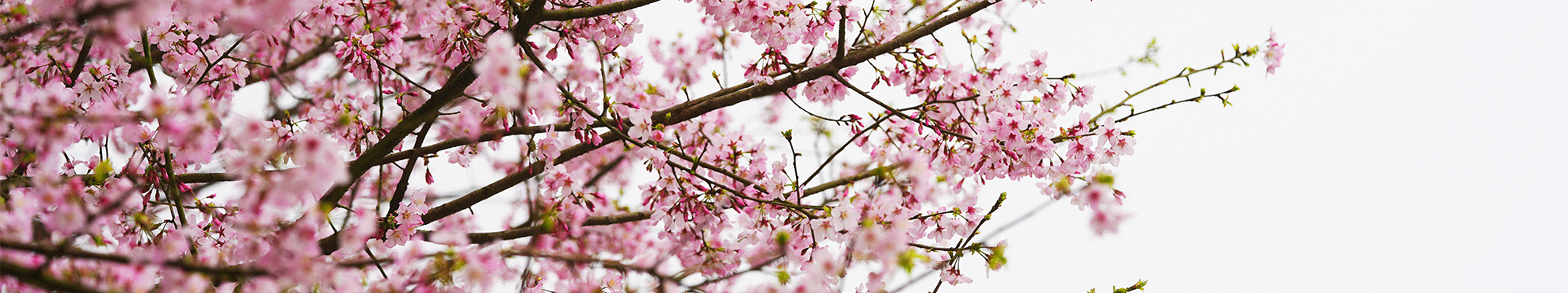 𝟐𝟎𝟐𝟔 花映瞬間．櫻花季攝影賽